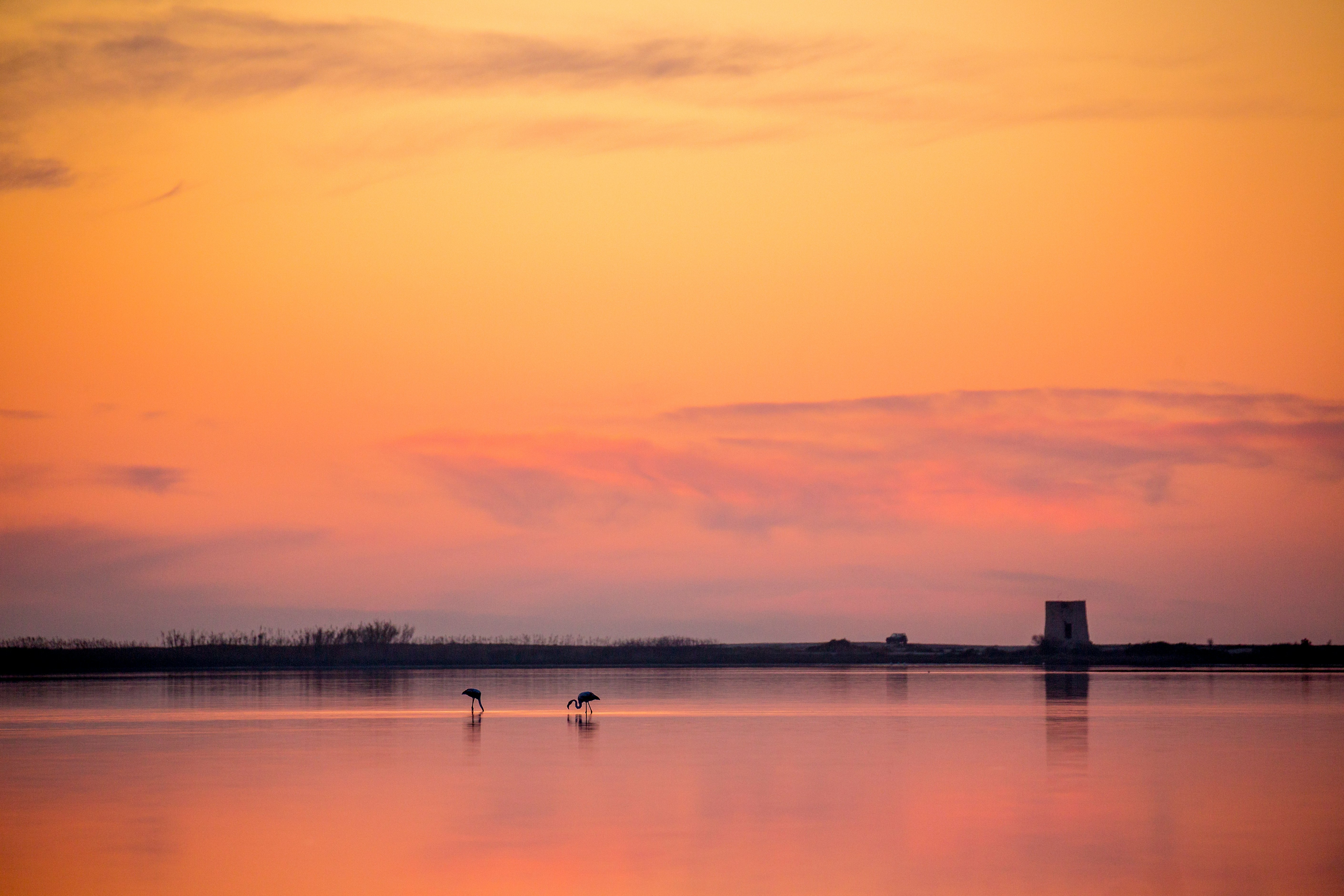 two birds on seashore across horizon